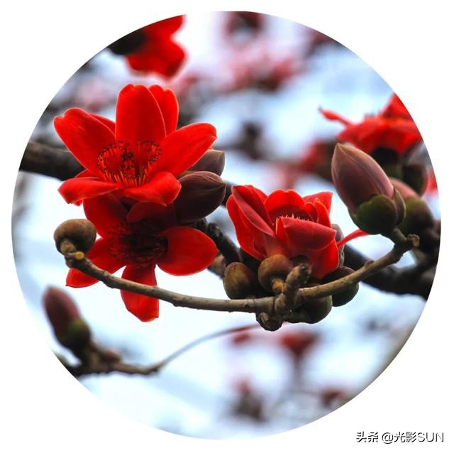 木棉花的花语(木棉花的花语及寓意)