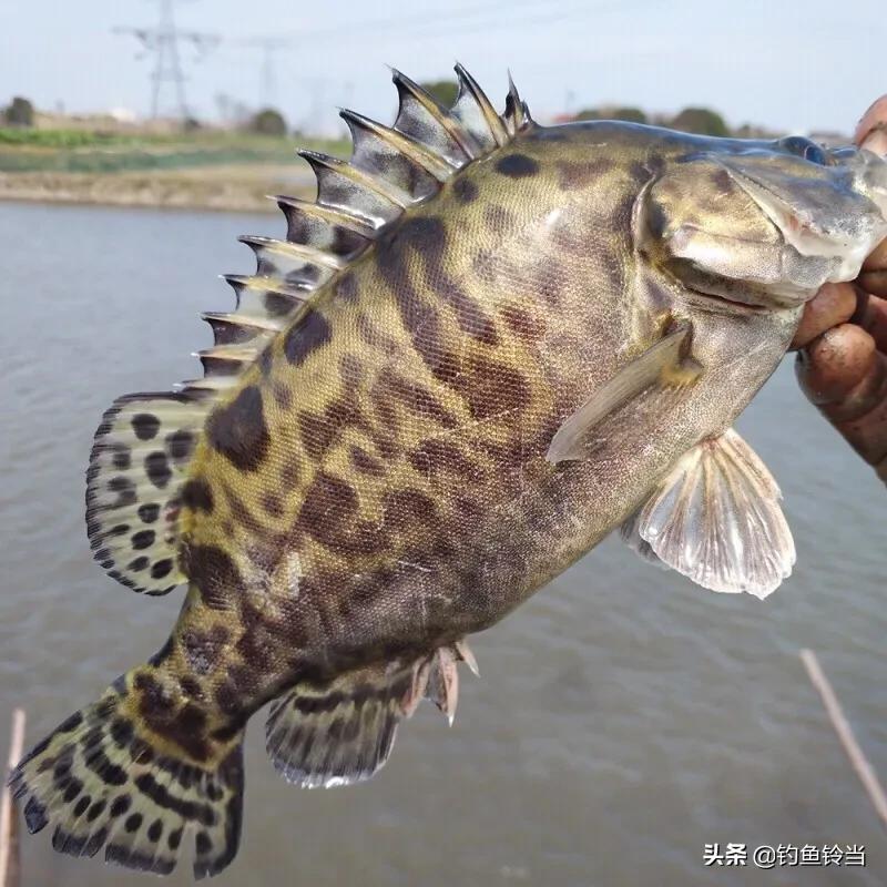 鳜鱼,珠江四大名鱼之一,也叫作鳜鱼,桂鱼,季花鱼,花鲫鱼,鳌花等,是上