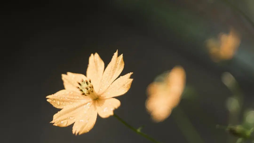 非宁静无以致远(非宁静无以致远诸葛亮)