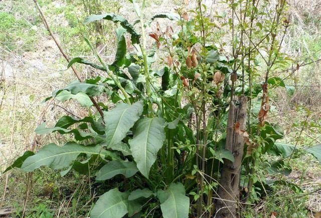 土大黄的功效与作用 土大黄草药图