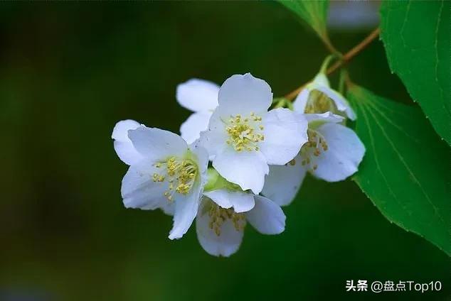 三月开什么花 三月开什么花是白色的