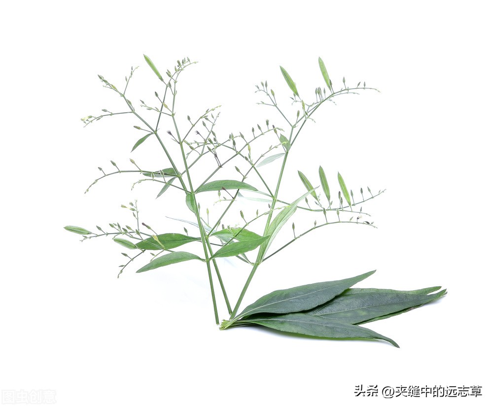 穿心莲的功效与作用 穿心莲片能治牙疼吗