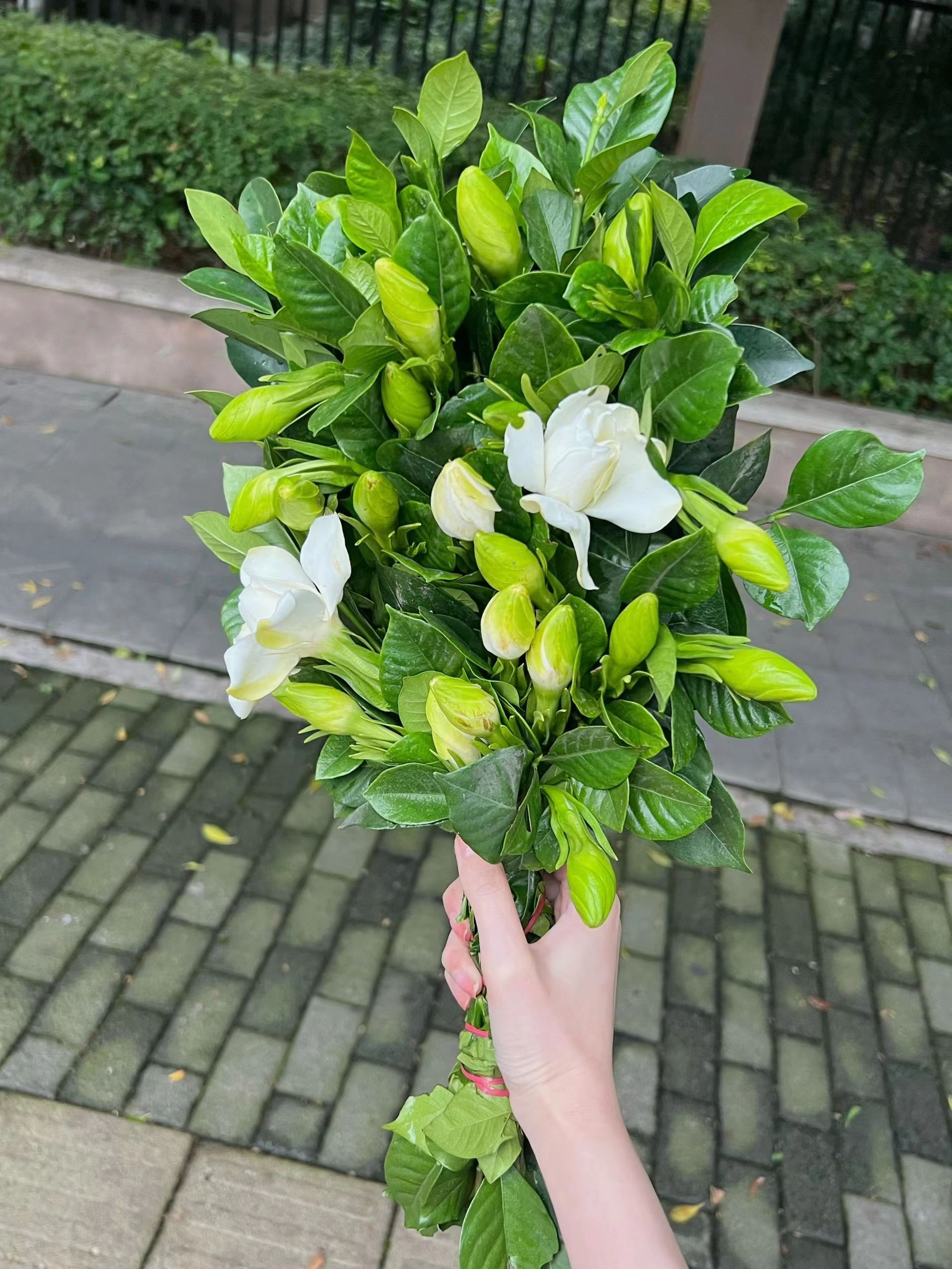 栀子花为啥不吉利 镇宅最吉利的三种花