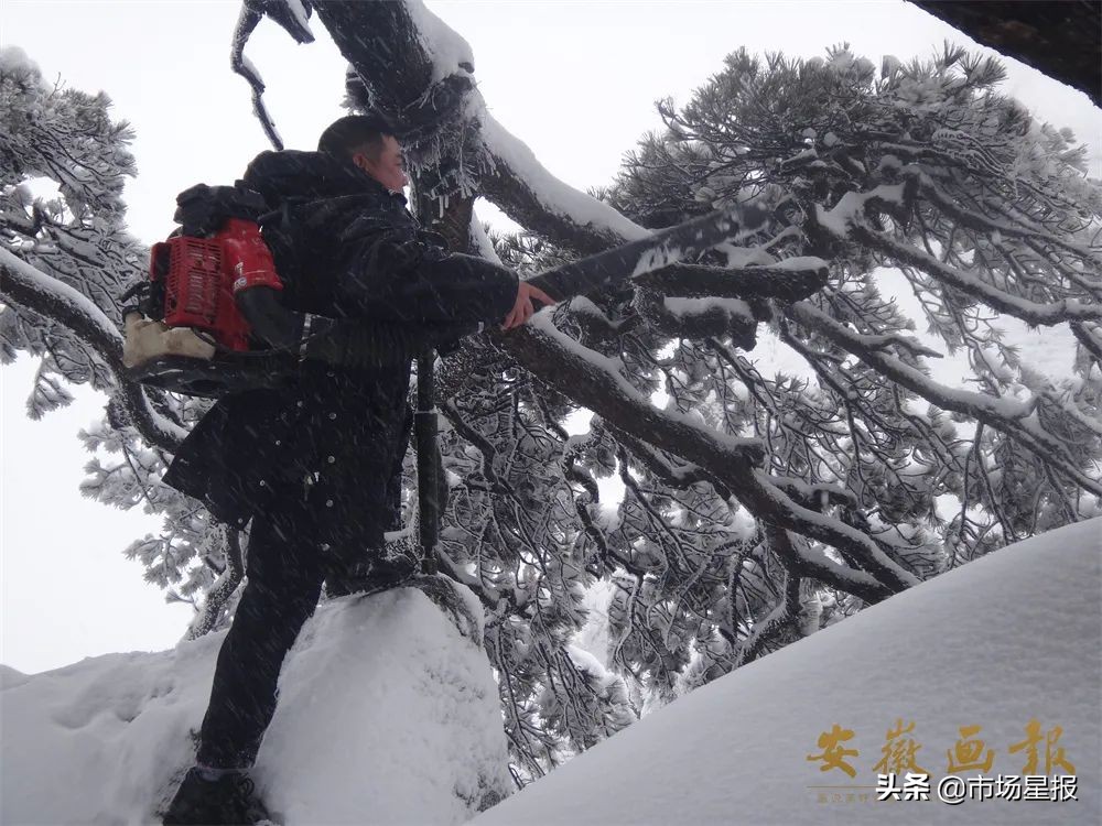 人物访谈 | 第19任黄山迎客松守松人胡晓春:他和他的树