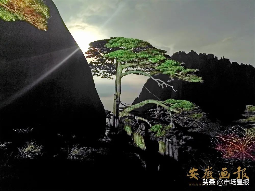 人物访谈 | 第19任黄山迎客松守松人胡晓春:他和他的树