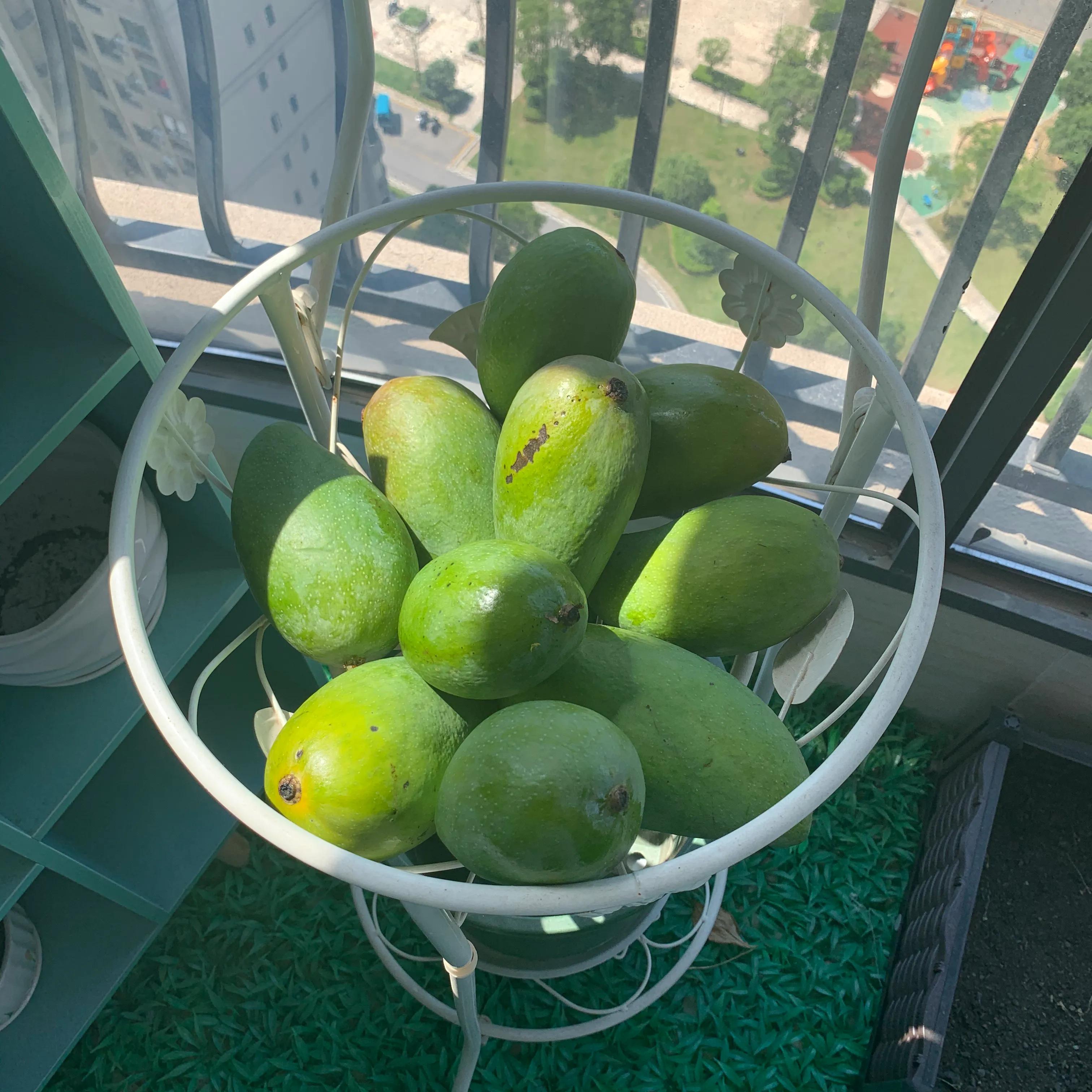 芒果怎么催熟 芒果怎么催熟最快方法