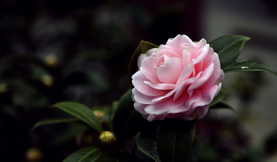 关于山茶花的美文山茶花美文郭沫若