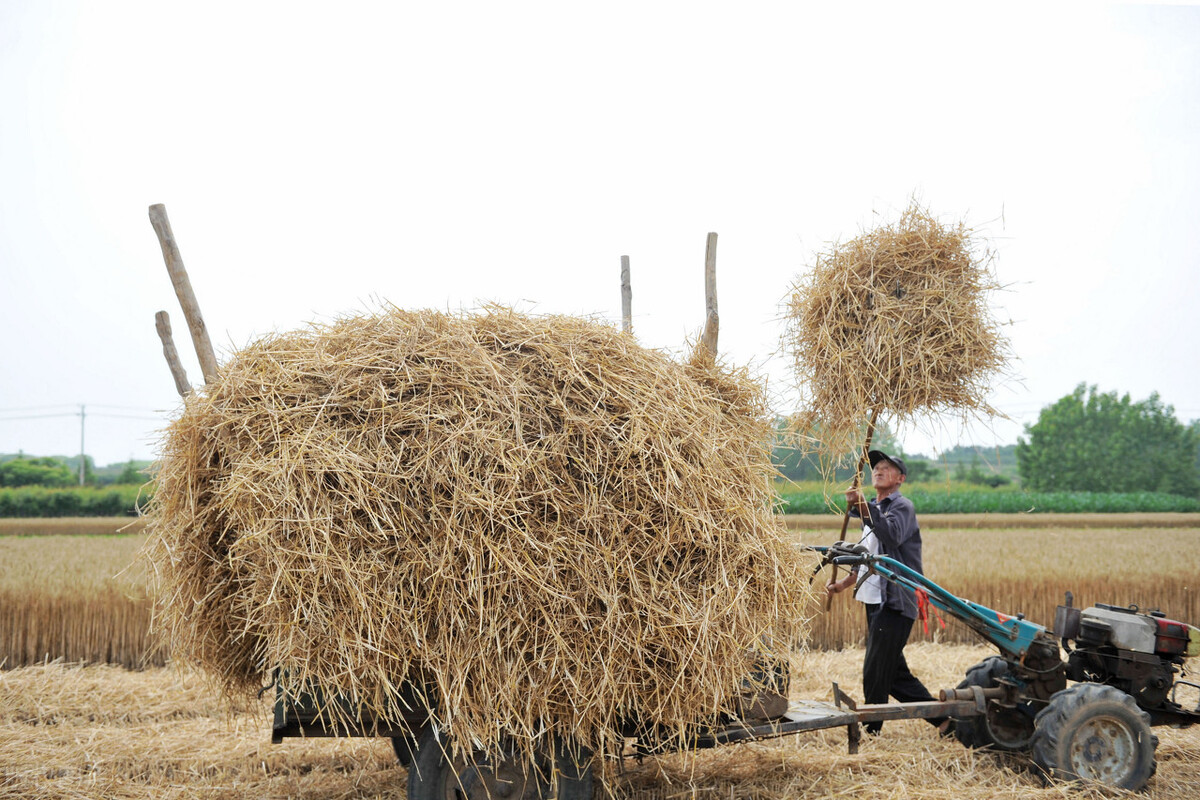 农村致富项目 农村致富项目大全