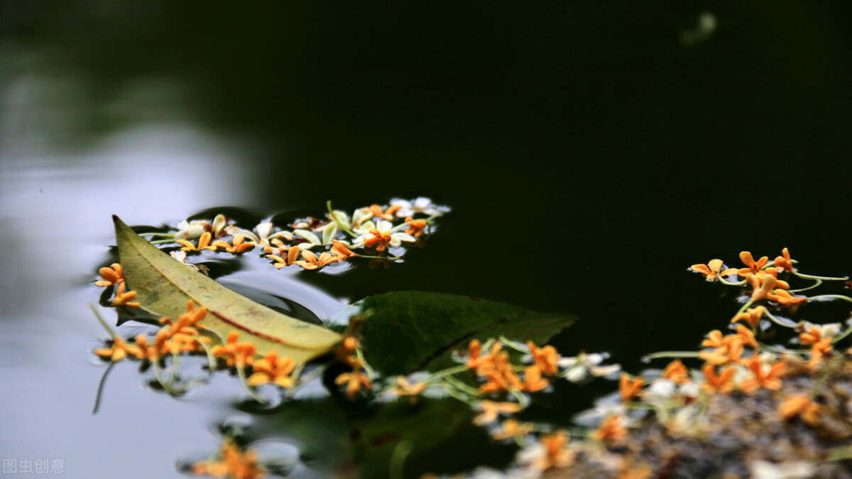 自由行走的花 自由行走的花歌词