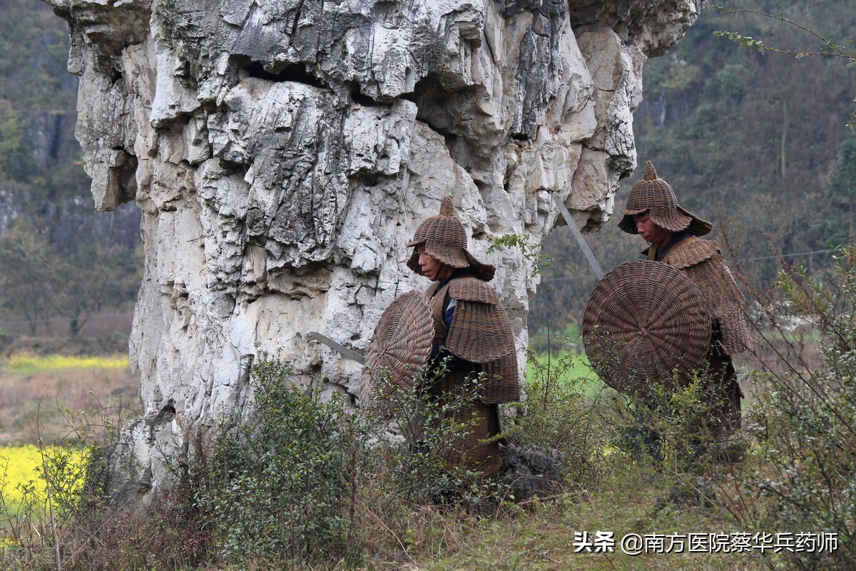 红藤的功效与作用 红藤汤的作用及禁忌