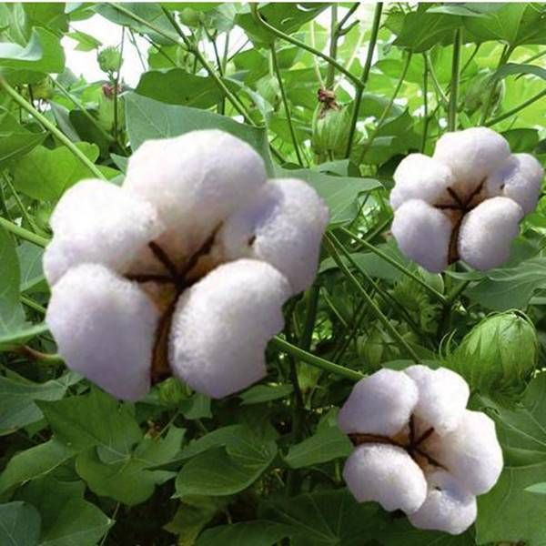 鄭州棉花交易市場官網