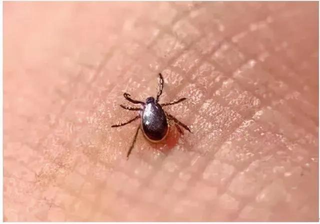 别来无恙是什么意思 别来无恙的恙在古时是什么