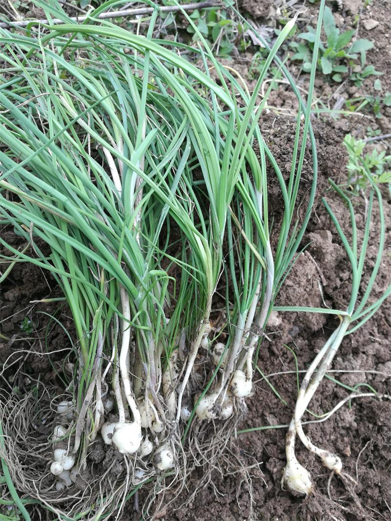 120种野菜介绍图名并茂快来认识一下涨知识不吃亏