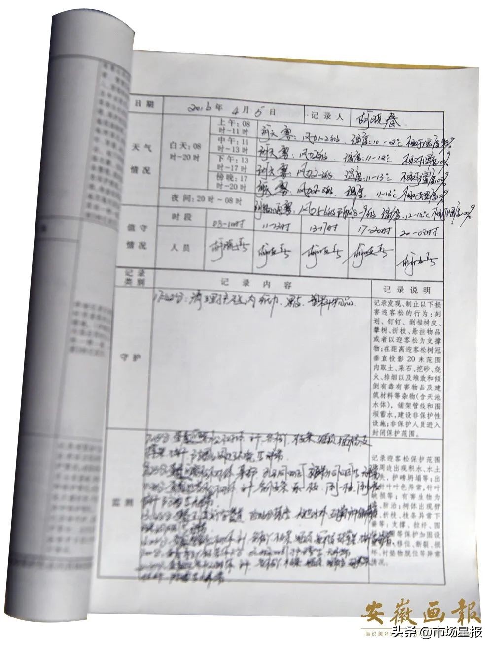 人物访谈 | 第19任黄山迎客松守松人胡晓春:他和他的树