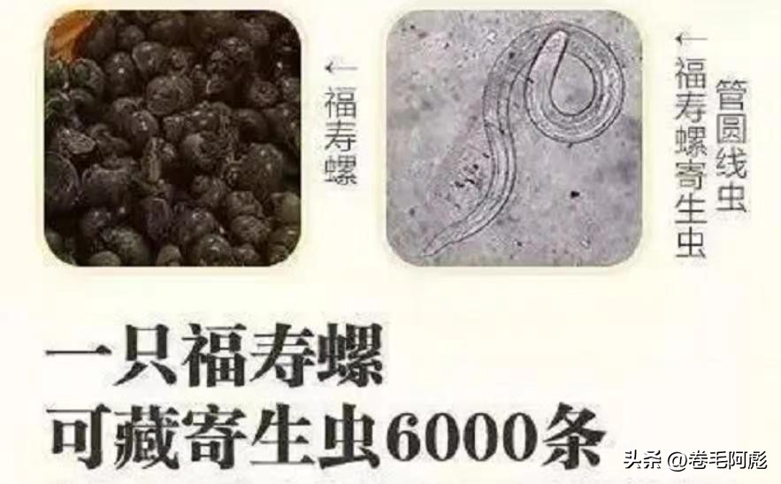 世界上最大的老鼠有多大（世界上最大的老鼠长多少米）