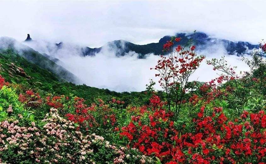 山青花欲燃,这个春天,醉倒在唯美的古诗词里