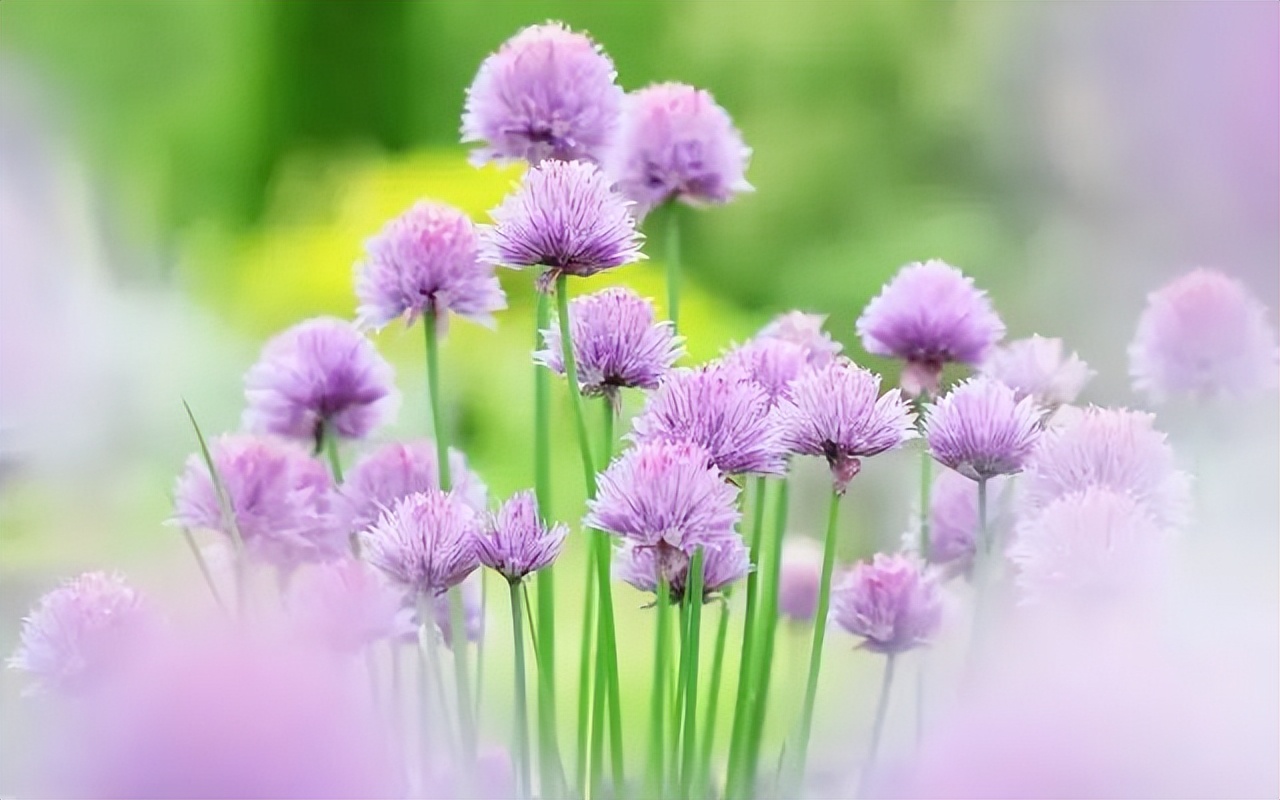 各种花的花语 小众又浪漫的花语