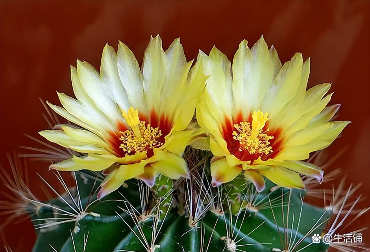 仙人球开花是什么兆头(怎样才能让仙人球快速开花)