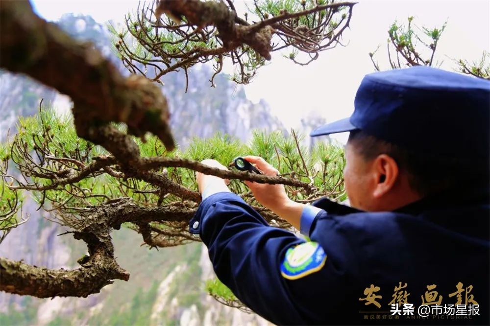 人物访谈 | 第19任黄山迎客松守松人胡晓春:他和他的树
