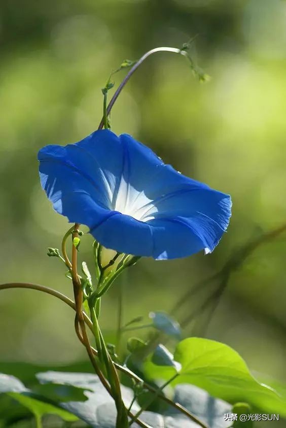 牵牛花的花语(牵牛花的花语代表什么)