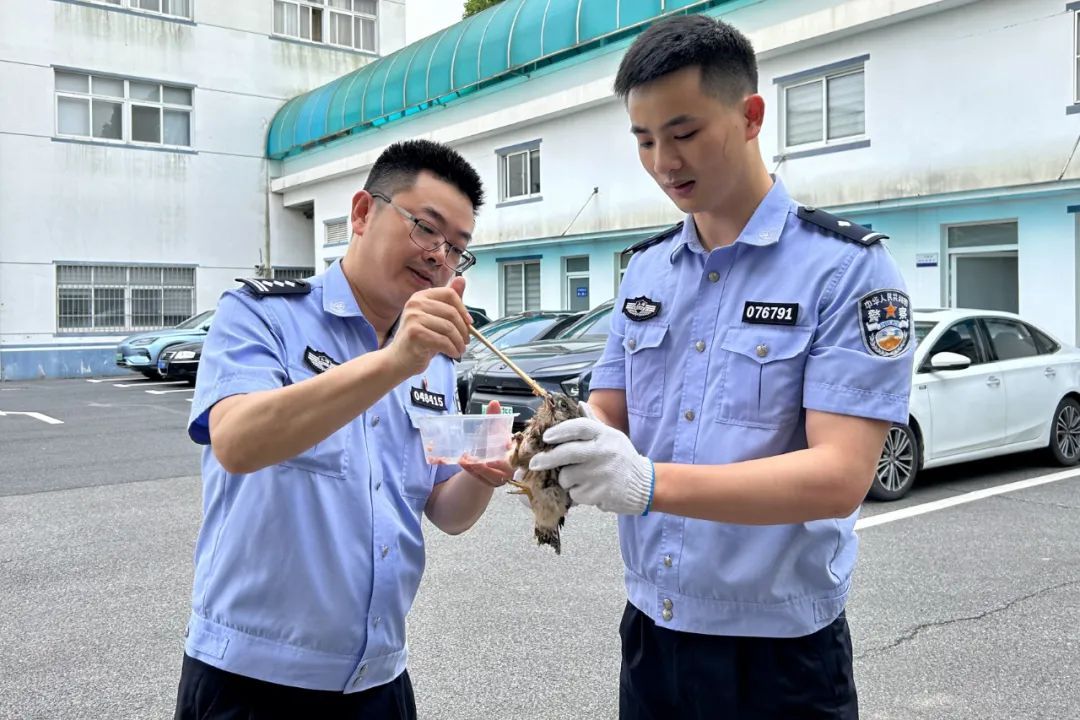 国家二级保护动物(最新国家二级保护动物名单)