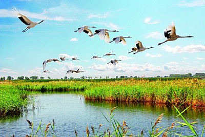 扎龙自然保护区 扎龙自然保护区丹顶鹤放飞时间
