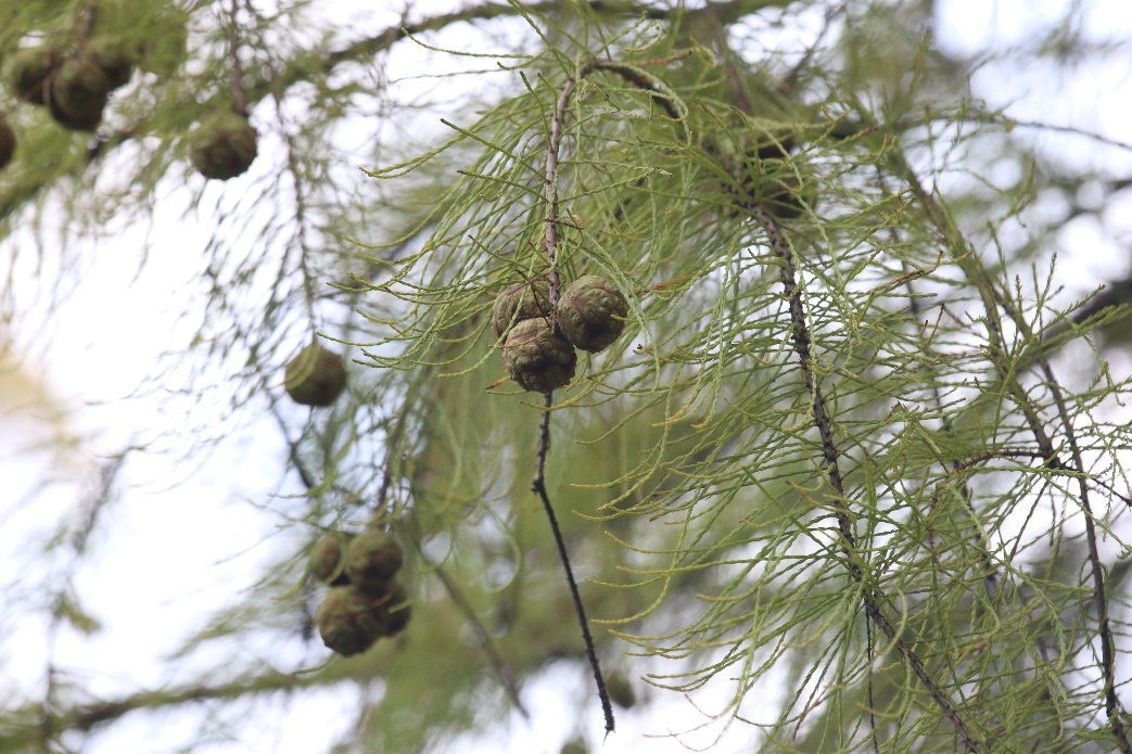 水杉(metasequoia glyptostroboideshu w c.