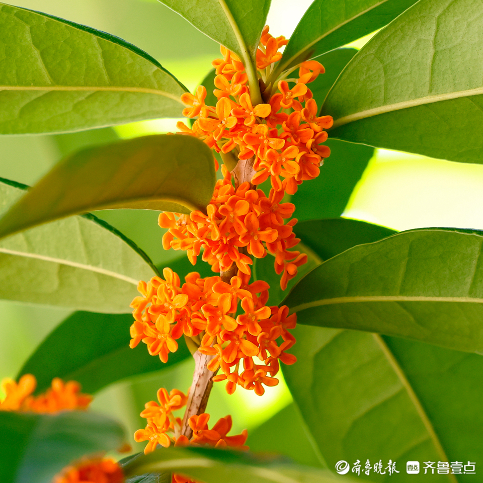 丹桂飘香是什么季节 丹桂是什么季节开放的