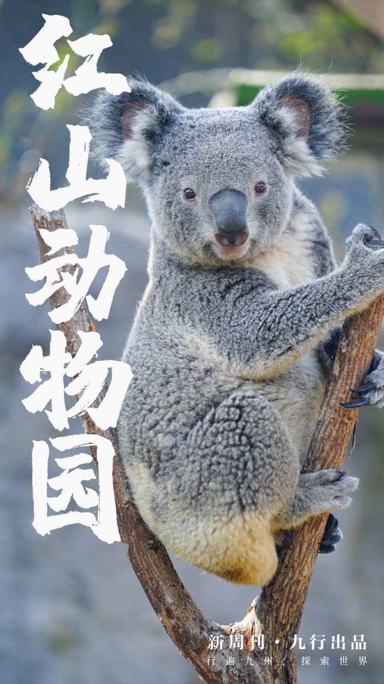 红山森林动物园 上海野生动物园