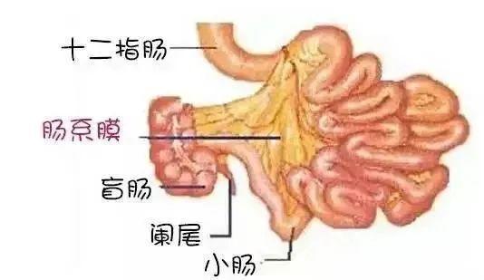 肠系膜淋巴结炎 淋巴消肿的最快方法