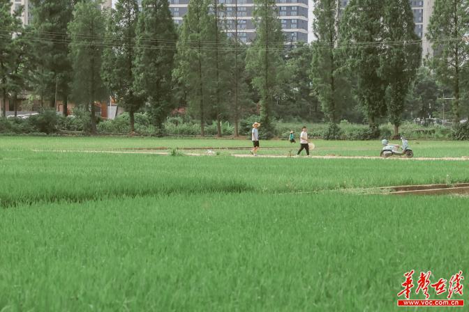 菊次郎的夏天 菊次郎的夏天是哪个动漫里的