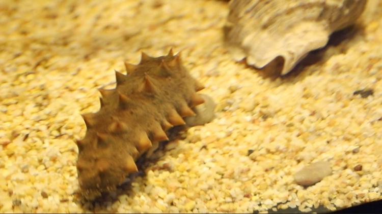 干海参多少钱一斤 干海参多少钱一斤最新价格表