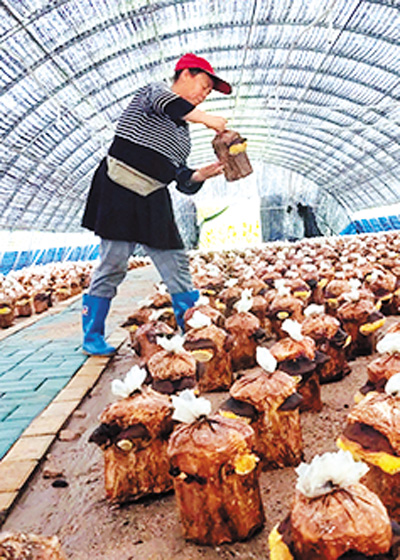 桑黄的功效与作用 桑黄的功效与作用的功能与主治