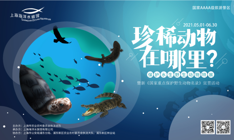 被浦东警方查获的“贝王”现身，身份是保护珍稀野生动物形象大使-玳瑁多少入境算是违法