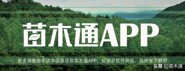 “比金子还贵”的造型苗木，让他从一穷二白到身家2亿！-最贵的绿化树多少钱