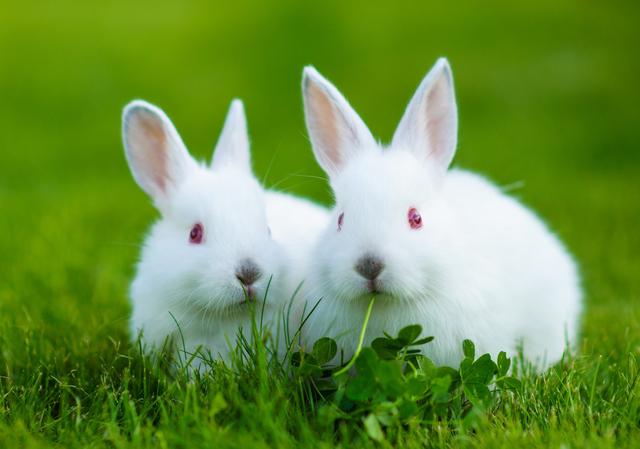 兔子的养殖技术要点及注意事项兔子养殖基地哪里有家兔日粮中需要的6