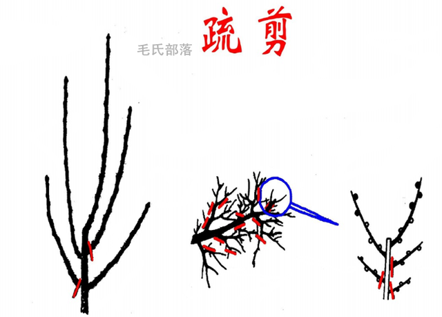 梨树修剪技术梨树夏剪与冬剪方法樱桃树的修剪方法