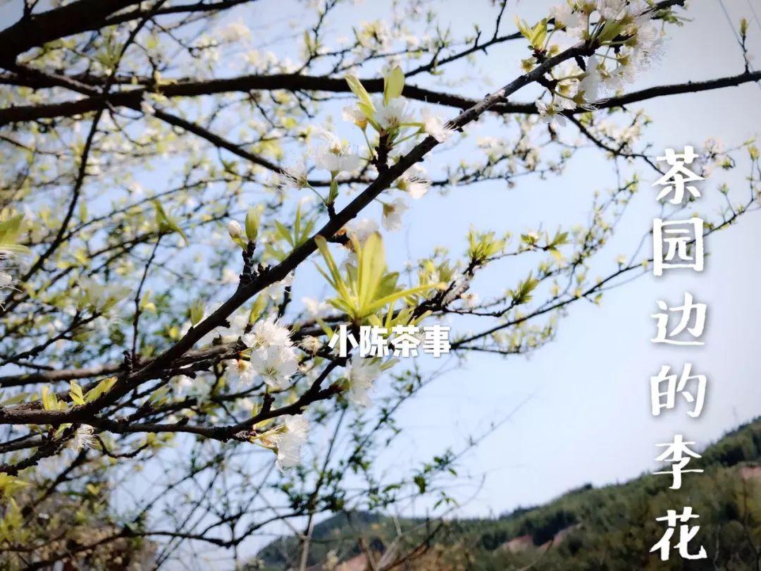 春茶万象茶农的辛酸与甘甜！-春茶多少钱