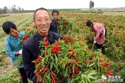 山东聊城：阳谷老家20大特色产物盘点！你都知道有哪些吗？-潍坊紫石投资有限公司