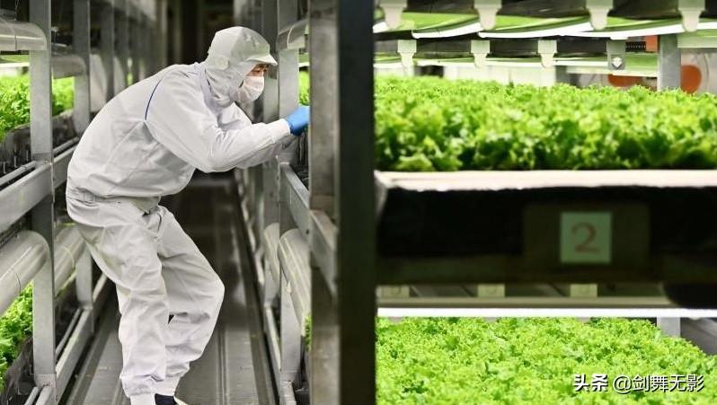 日本老龄化严重，种菜都只能靠机器人了-日本种菜一年多少钱