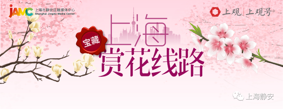 清明·赏花丨原来静安最美的春天都藏在这里-山西晋城日本红珊瑚珠宝有限公司