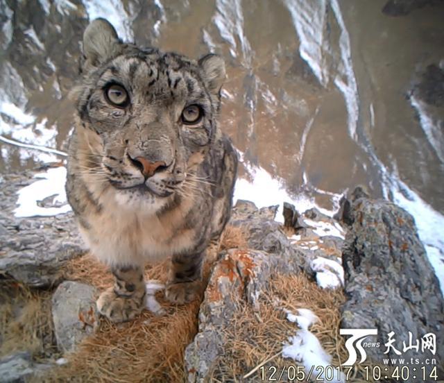 “雪山之王”的神秘面目日渐清晰高清新疆萌-兀鹫基金