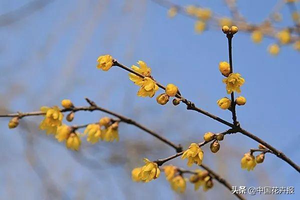 【推荐】冬月何事最相宜不如插花去中华花艺文教基金会