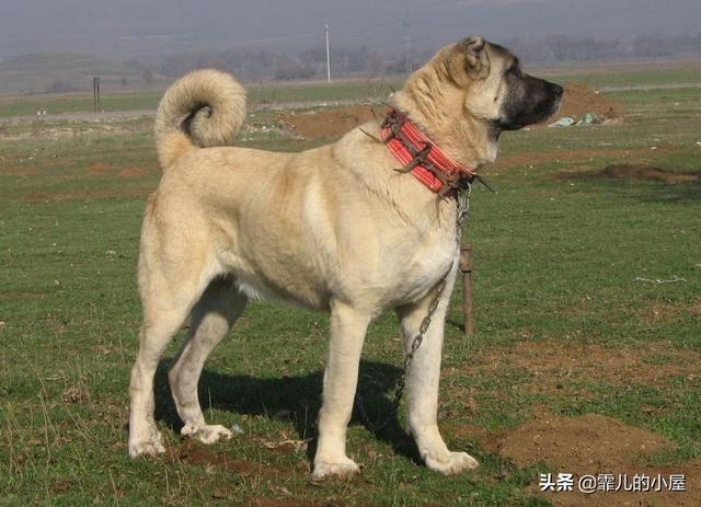 阿根廷獒犬,你做梦都想拥有的忠实伙伴(阿根廷狗狗)