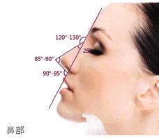 做隆鼻必修课，鼻子的美学标椎和结构你了解吗？-鼻软骨隆鼻效果