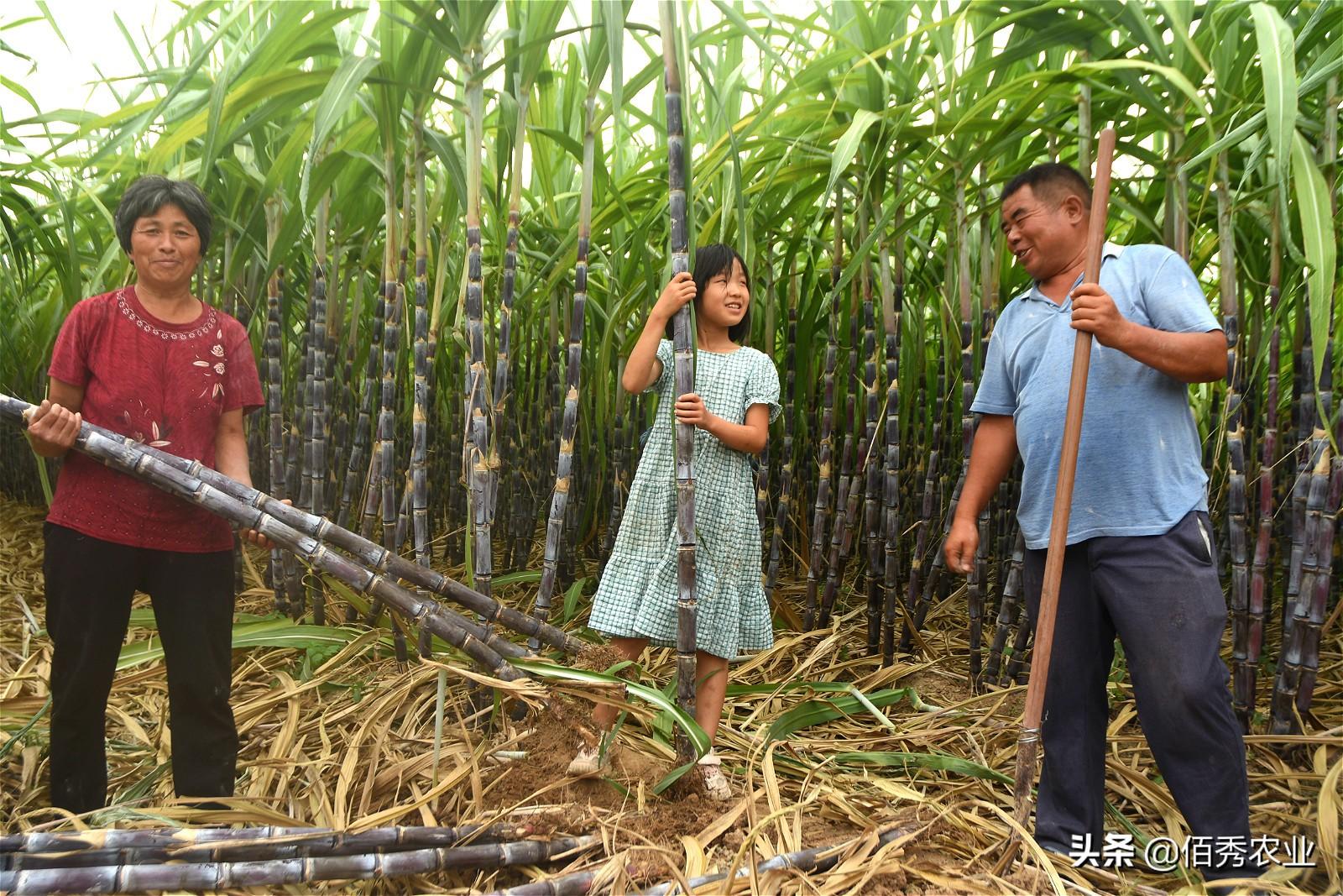 安徽农民种植甘蔗，销售方式很传统，每亩稳定获利12000元-60亩甘蔗一年能赚多少钱