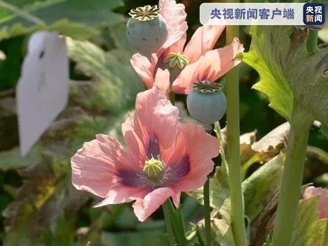 【推荐】云南大理一男子非法种植7144株罂粟被提起公诉-一株罂粟提炼多少鸦片