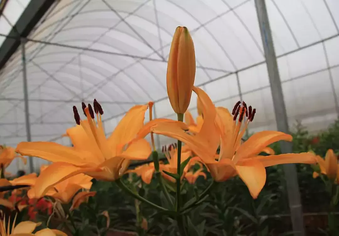 【种植笔记，建议收藏！】百合品种简介-百合基金