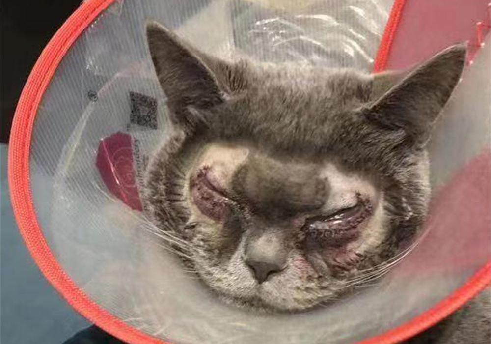 猫咪“双眼皮”手术并非是为了美，只因严重倒睫会使其失明-倒睫要做双眼皮手术吗