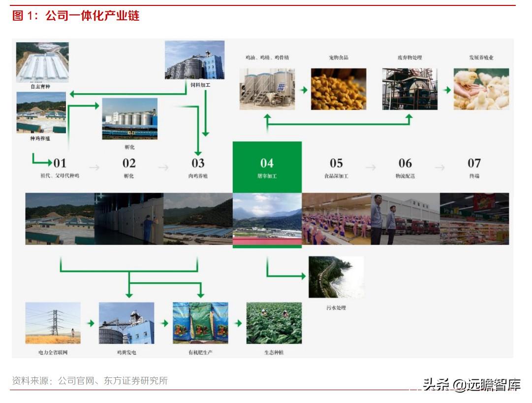 38年专一做精：圣农发展，育种突破，白羽肉鸡行业有了“中国芯”-欧圣中国养殖有限公司
